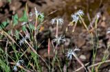Dianthus acicularis. Верхушки побегов с цветками и бутонами. Оренбургская обл., Кувандыкский гор. округ, Карагай-Губерлинское ущелье, каменистый склон. 04.07.2023.