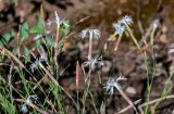 Dianthus acicularis