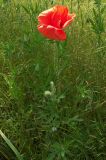 Papaver rhoeas