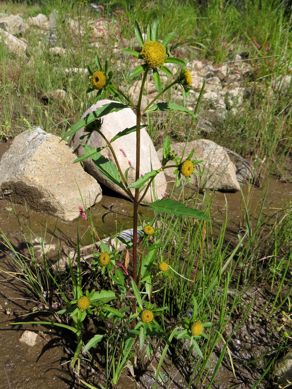 Изображение особи Bidens radiata.