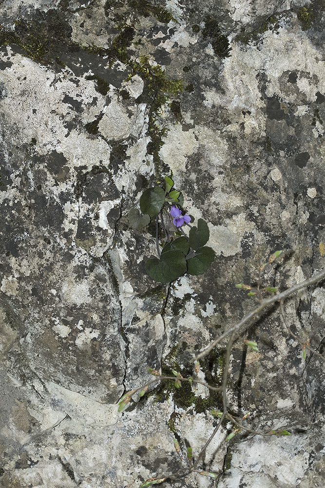 Image of Viola dehnhardtii specimen.