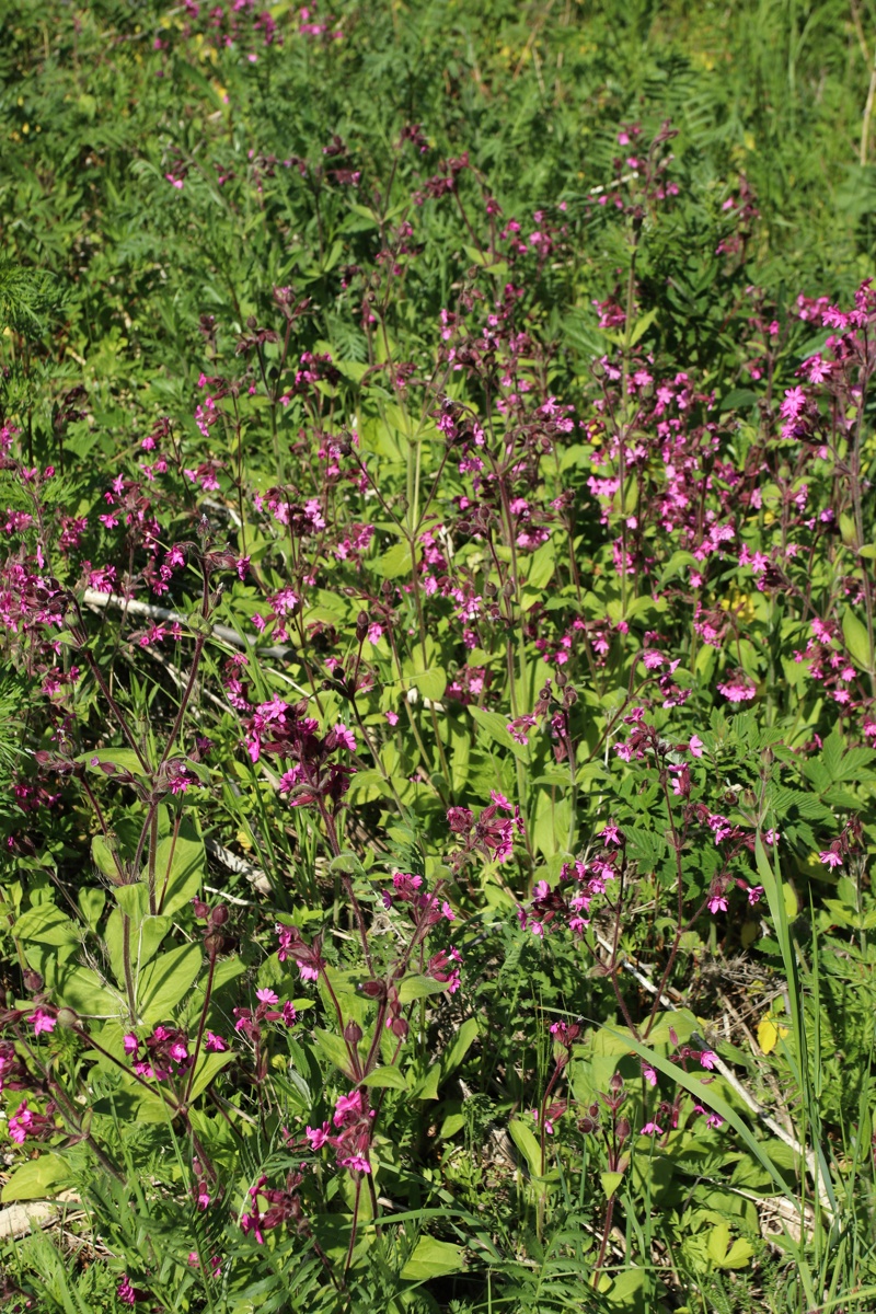 Изображение особи Melandrium dioicum.