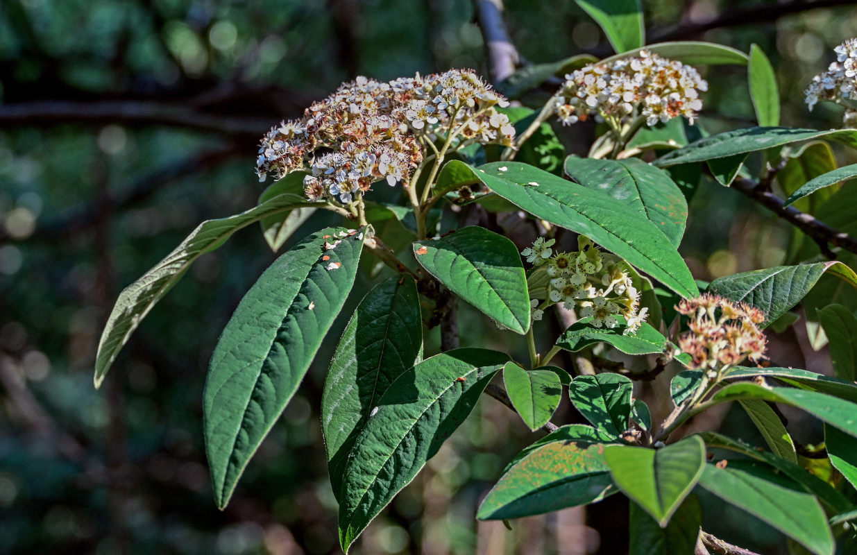 Image of Cotoneaster frigidus specimen.