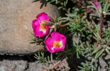 Portulaca grandiflora. Верхушки побегов с цветками. Чечня, г. Аргун, в культуре. 25.07.2022.