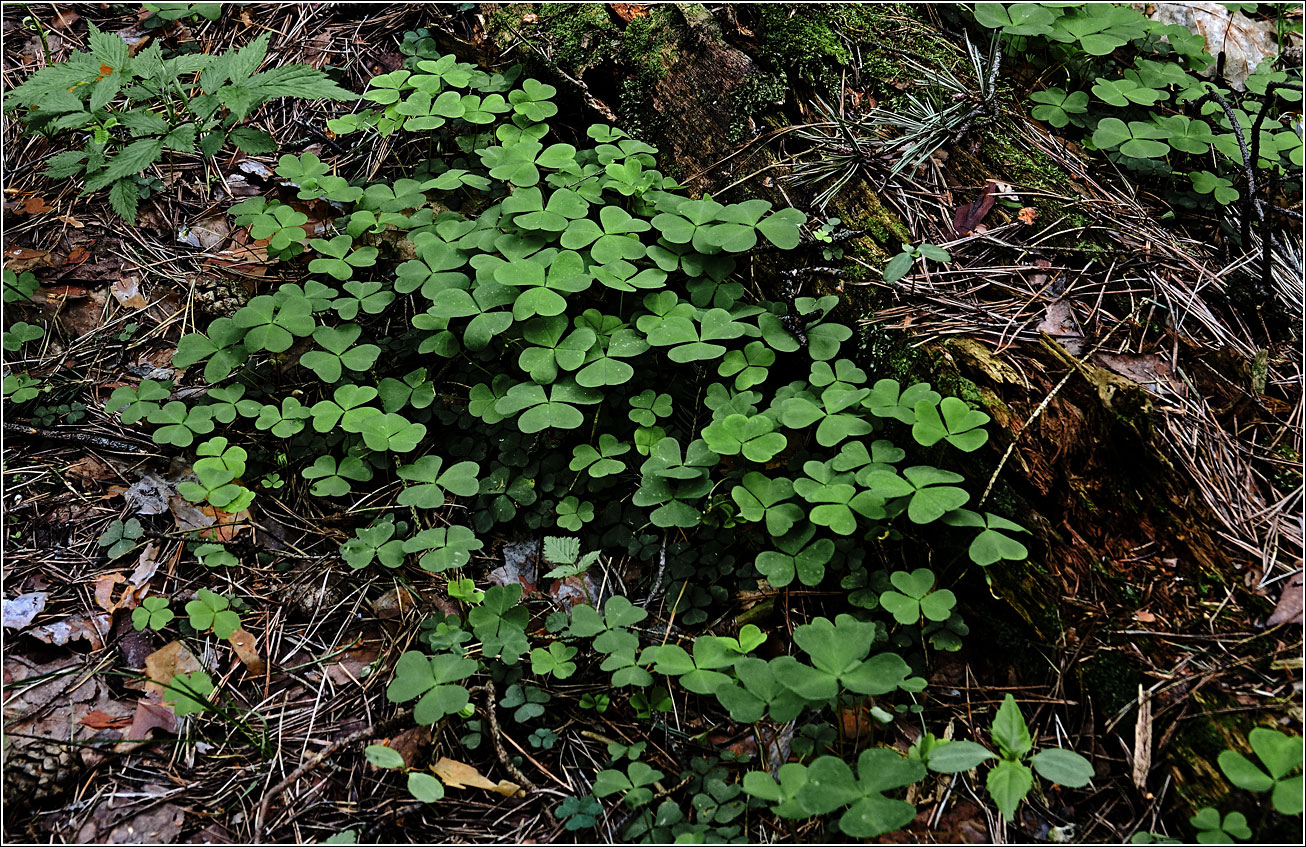 Изображение особи Oxalis acetosella.