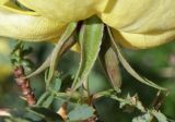 Rosa platyacantha
