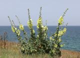 Alcea rugosa