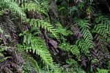 Woodwardia unigemmata