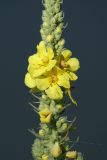 Verbascum densiflorum. Соцветие. Ростовская обл., Шолоховский р-н, окр. станицы Вешенская, берег р. Дон. 20.06.2009.