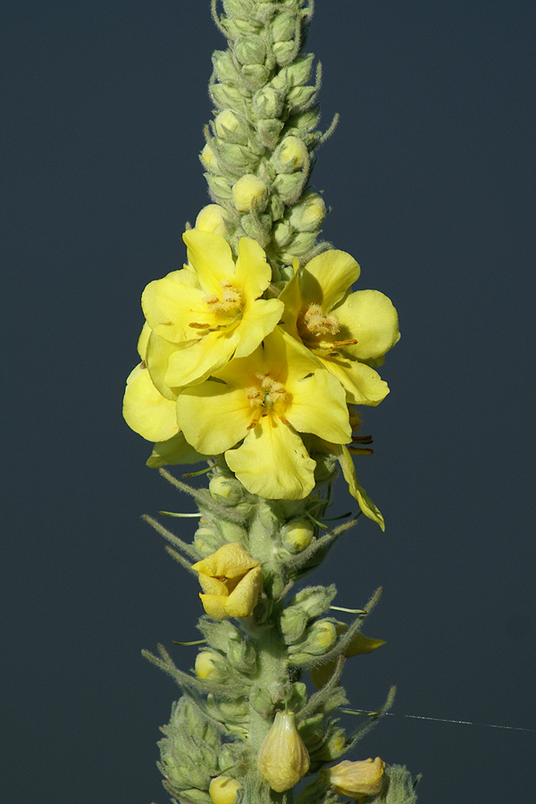 Image of Verbascum densiflorum specimen.