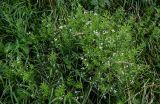 Galium rivale