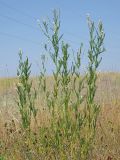 Astragalus sulcatus