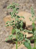 Chenopodiastrum hybridum