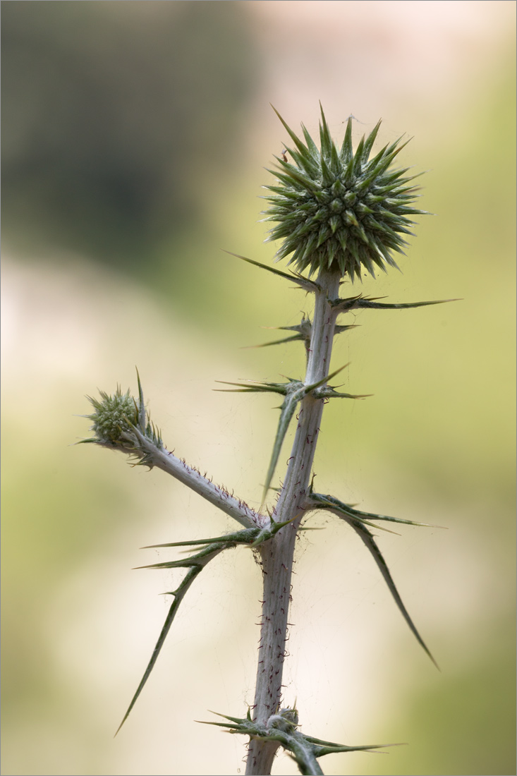 Изображение особи Echinops spinosissimus.