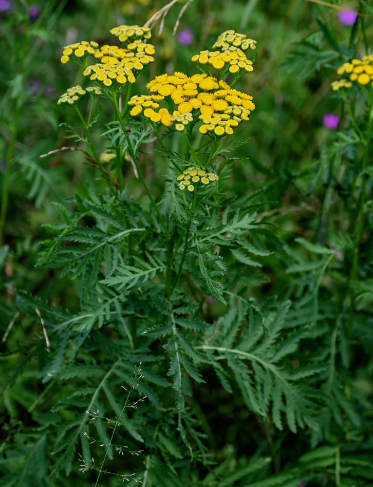 Image of Tanacetum vulgare specimen.