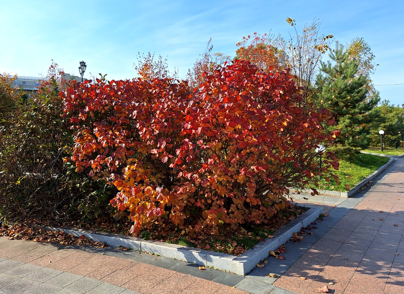 Image of Syringa oblata specimen.