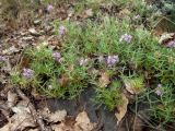 Thymus roegneri
