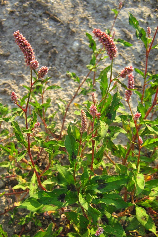 Изображение особи Persicaria maculosa.