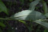 Salix cinerea