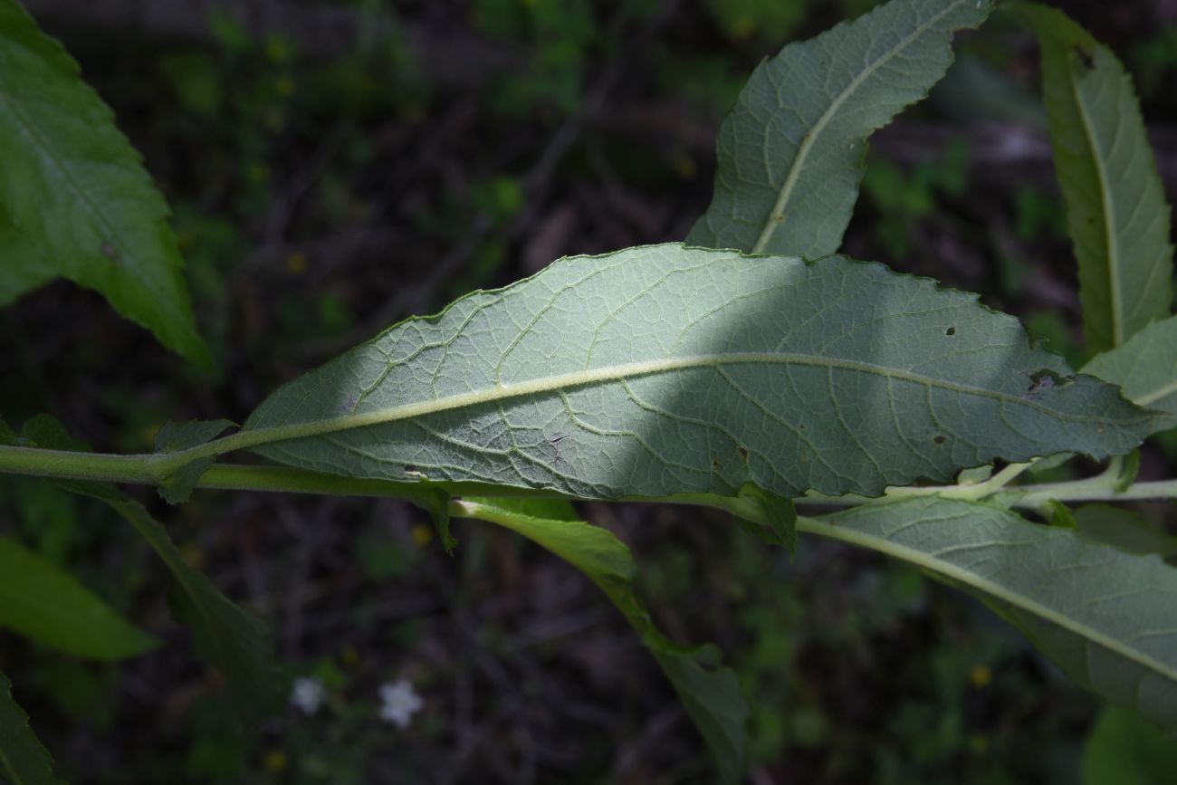 Image of Salix cinerea specimen.