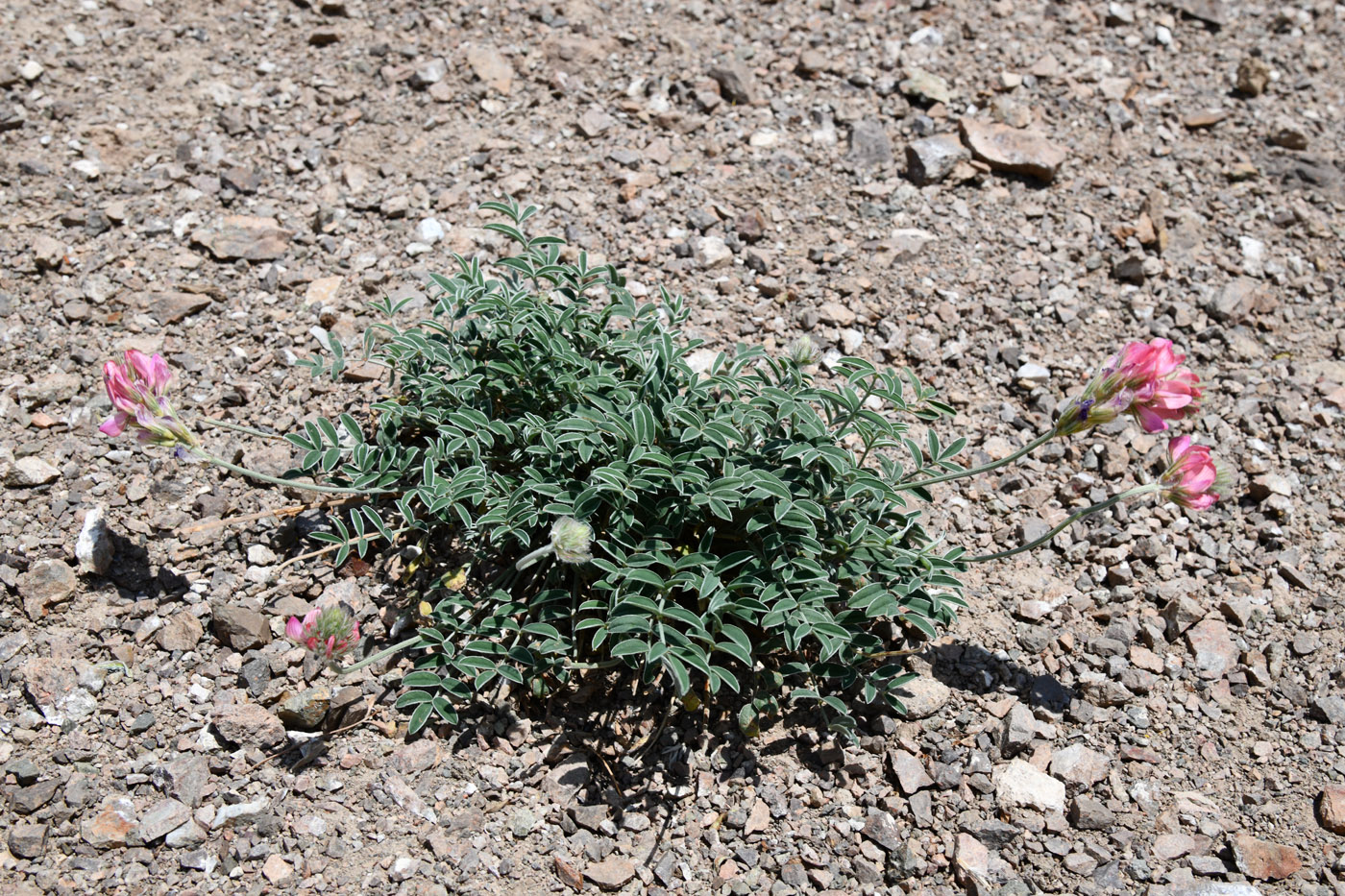 Image of Hedysarum ferganense specimen.