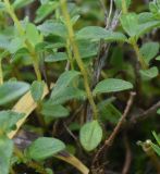 род Thymus