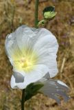 Alcea nudiflora