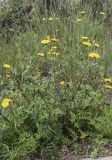 Sonchus tenerrimus