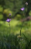 Campanula altaica. Верхушки цветущих растений. Алтай, Северо-Чуйский хребет, низовья р. Маашей. 07.06.2008.