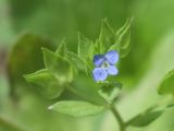 Veronica cardiocarpa