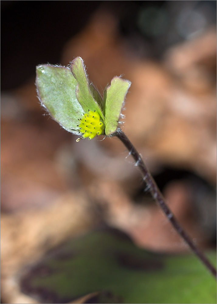 Image of Hepatica nobilis specimen.