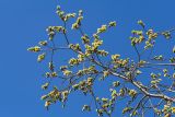 Salix caprea