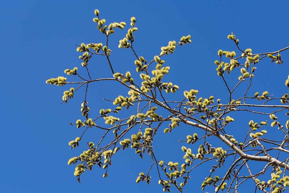Изображение особи Salix caprea.