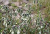 genus Onosma