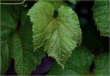 genus Vitis. Лист (сорт 'Неретинский'). Московская обл., Раменский р-н, окр. дер. Хрипань, садовый участок. 15.06.2025.
