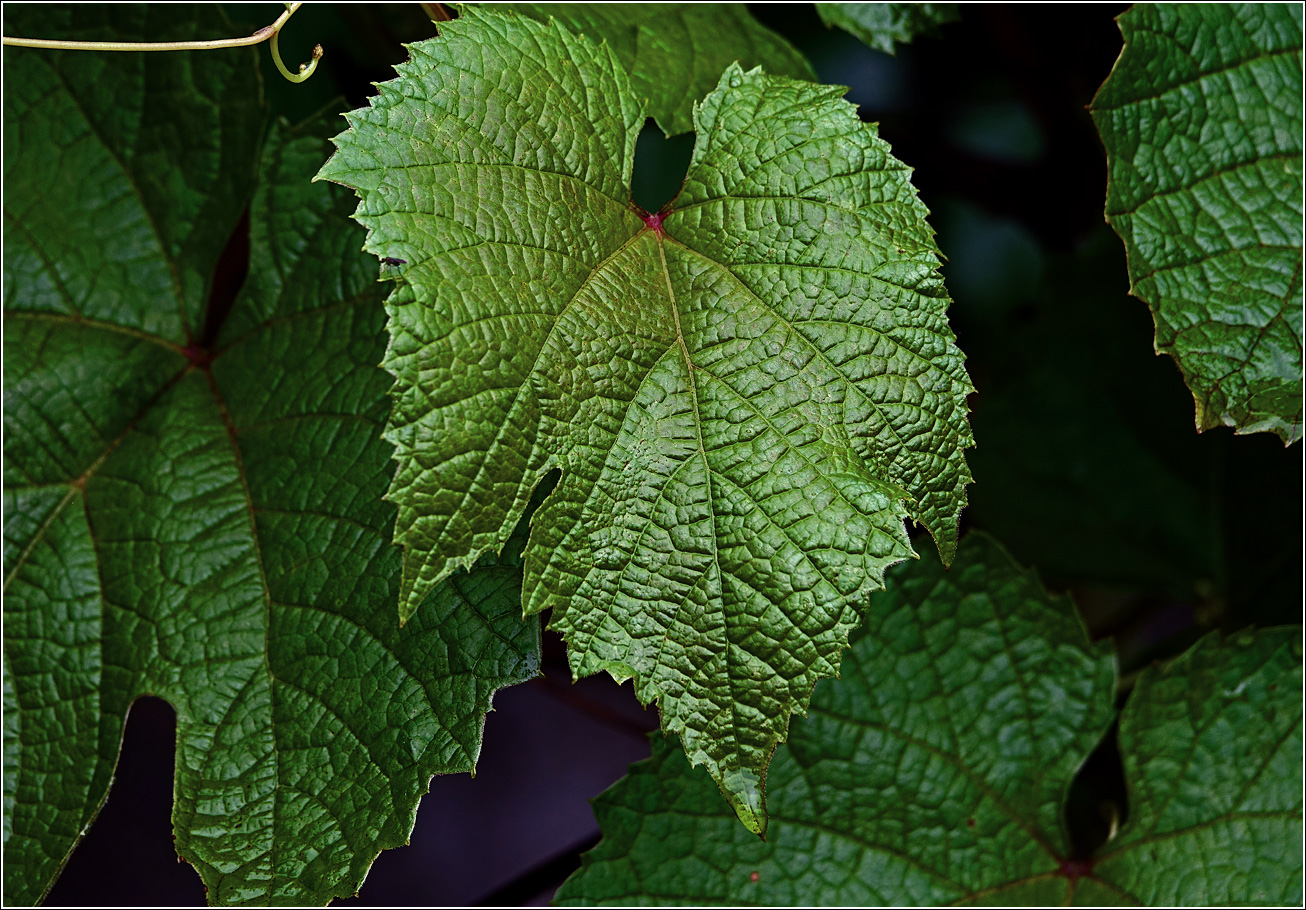 Image of genus Vitis specimen.