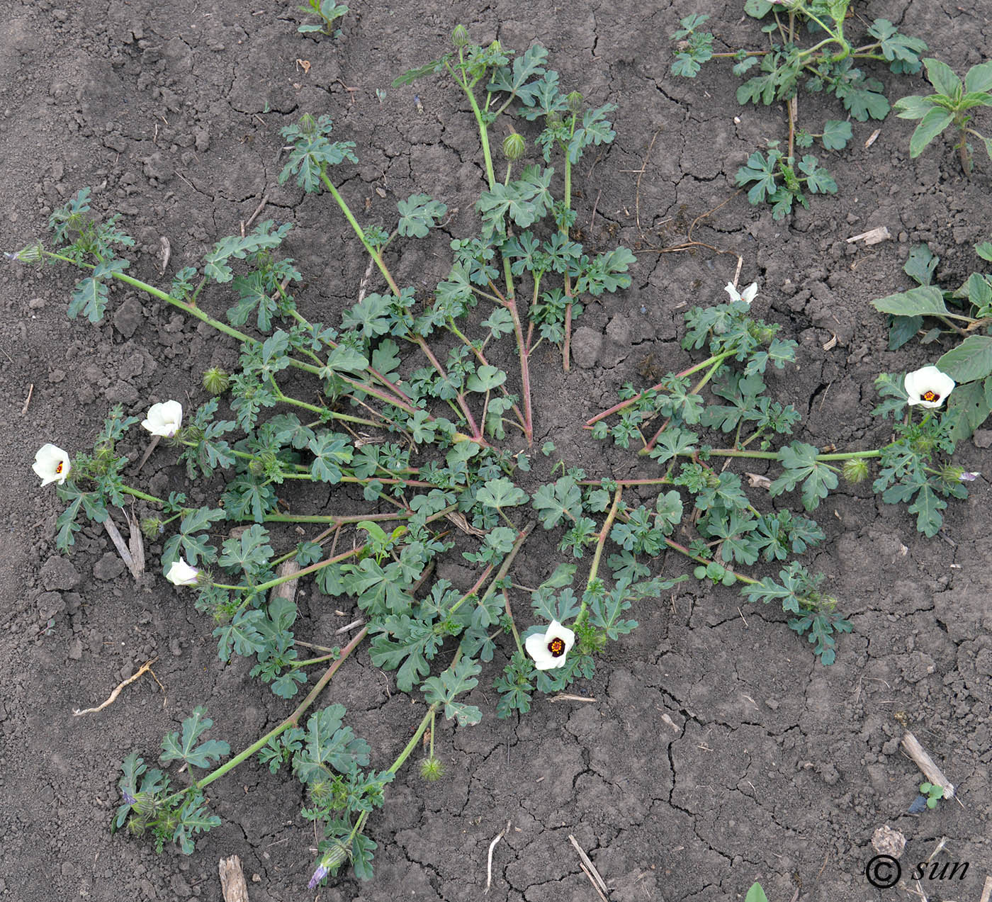 Image of Hibiscus trionum specimen.