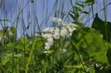 Smilacina hirta