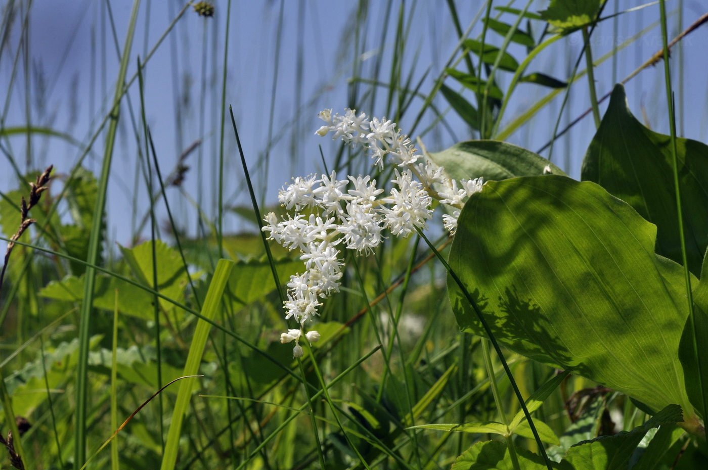 Image of Smilacina hirta specimen.