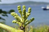 Aralia elata. Развивающееся соцветие. Приморский край, Владивостокский ГО, о. Клыкова, кромка широколиственного леса. 07.07.2025.
