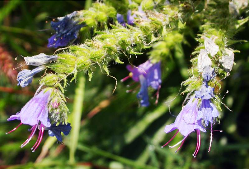 Изображение особи Echium vulgare.