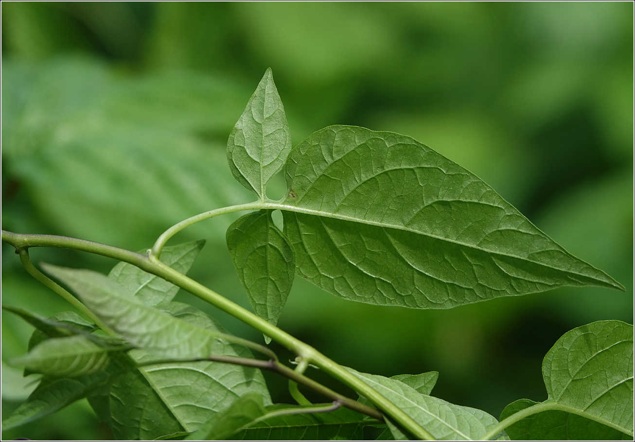 Изображение особи Solanum dulcamara.