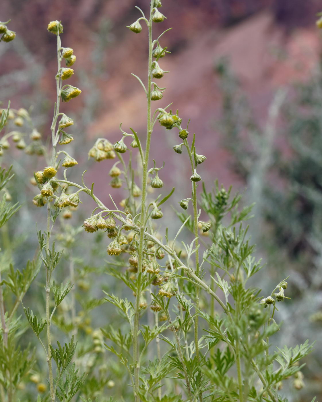 Image of genus Artemisia specimen.