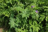 Geranium pratense. Цветущее растение в сообществе с Chaerophyllum aromaticum и Calystegia. Смоленск, склон за крепостной стеной в р-не башни \"Орёл\", разнотравно-злаковый суходольный луг, у тропы. 10.06.2025.
