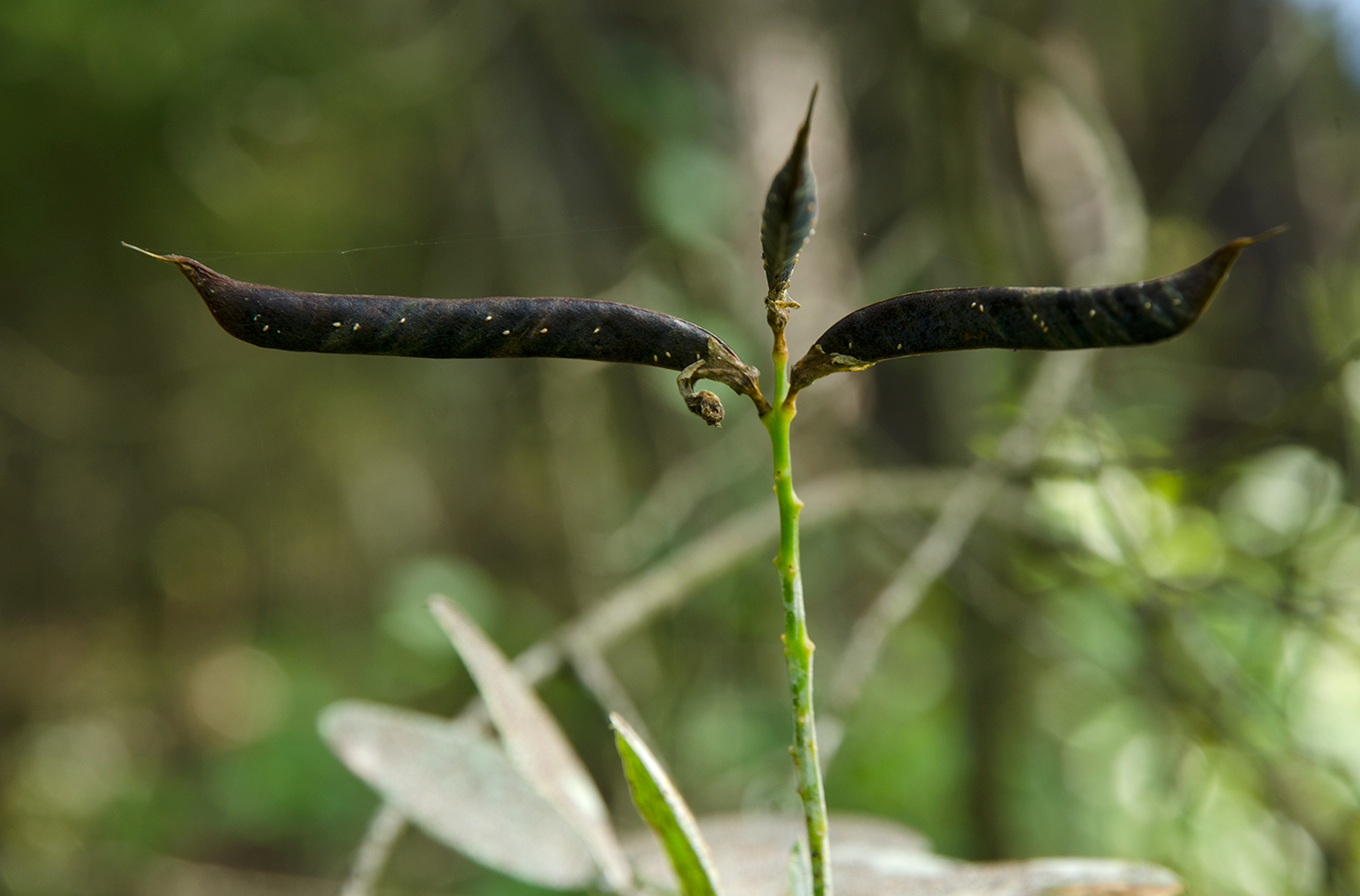 Image of Lathyrus pisiformis specimen.