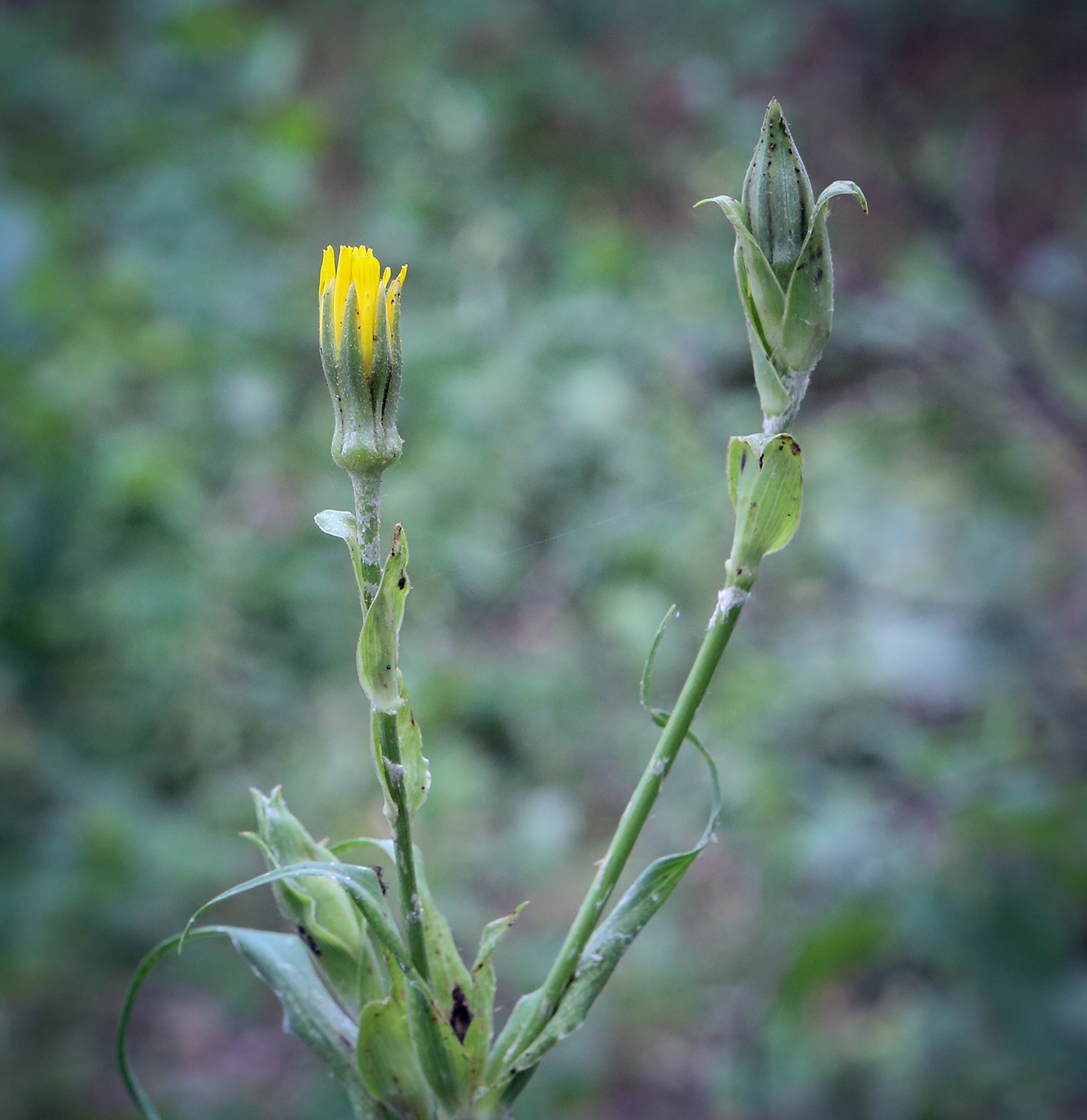 Изображение особи род Tragopogon.