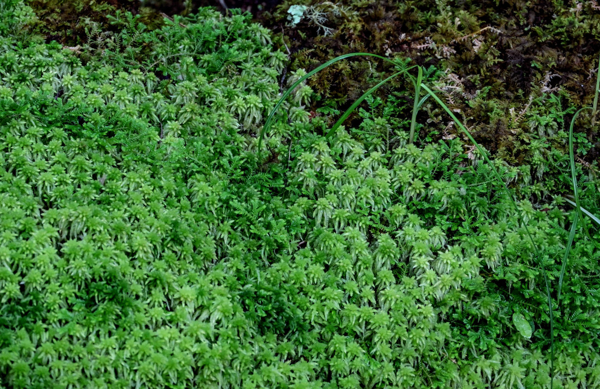 Изображение особи род Sphagnum.