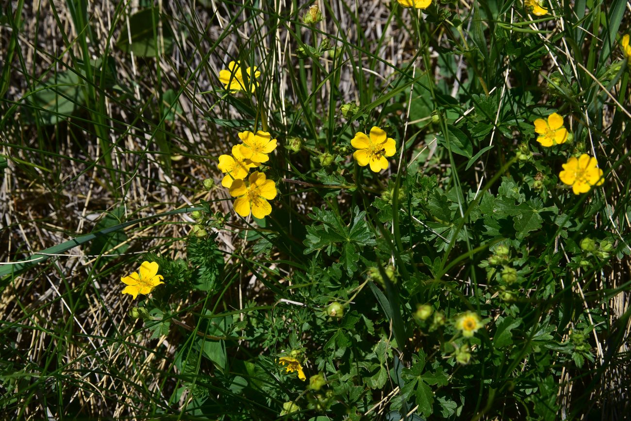 Image of Potentilla ruprechtii specimen.