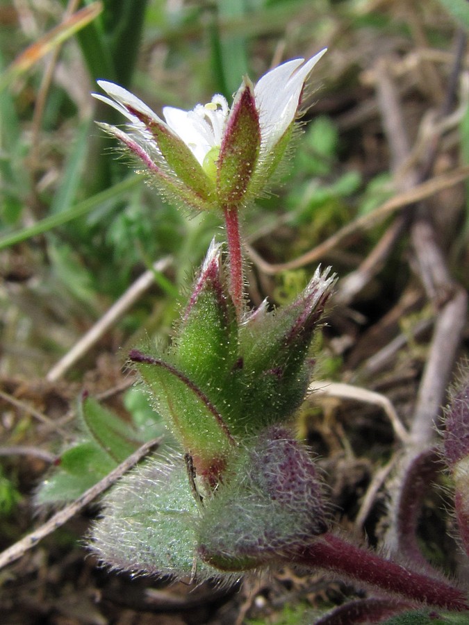 Изображение особи Cerastium pumilum.