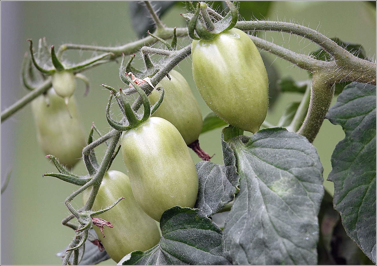 Изображение особи Lycopersicon esculentum.